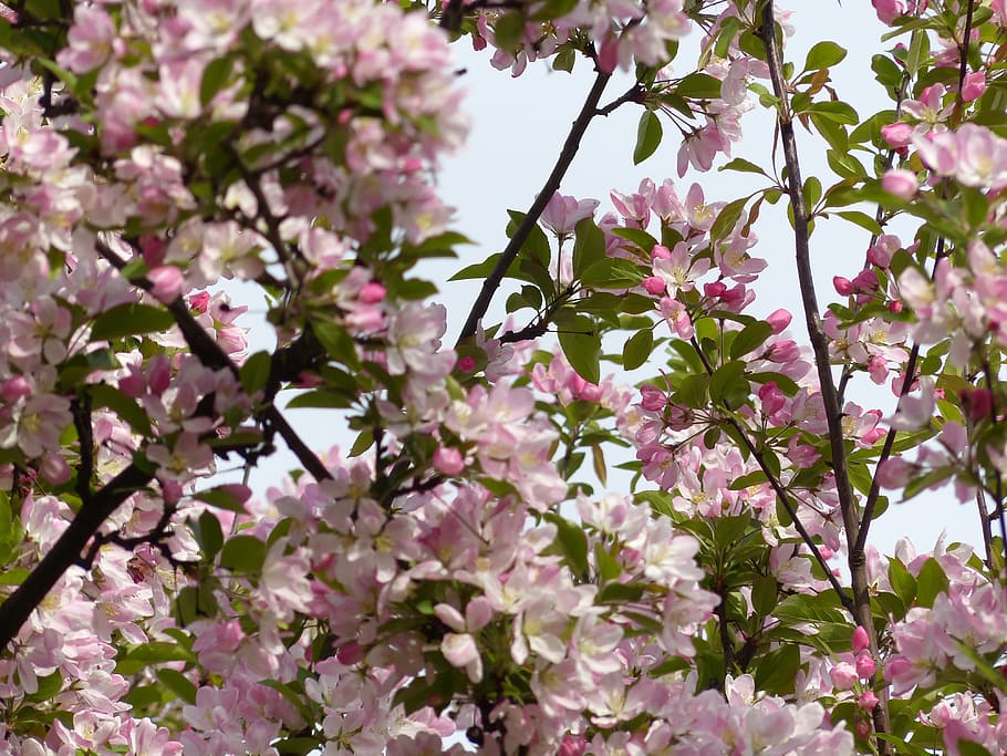 Spring, Tree, Nature, Blossom, bud, bloom, branch, shoots, sprouts HD wallpaper
