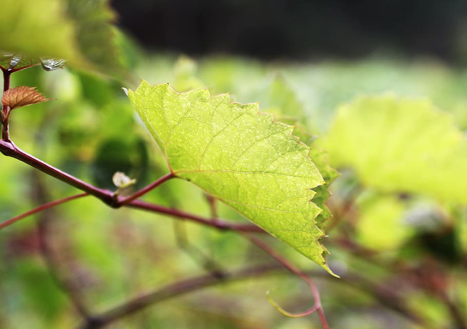 grape parreral, grape leaf, grape branch, viticulture, plant part HD wallpaper