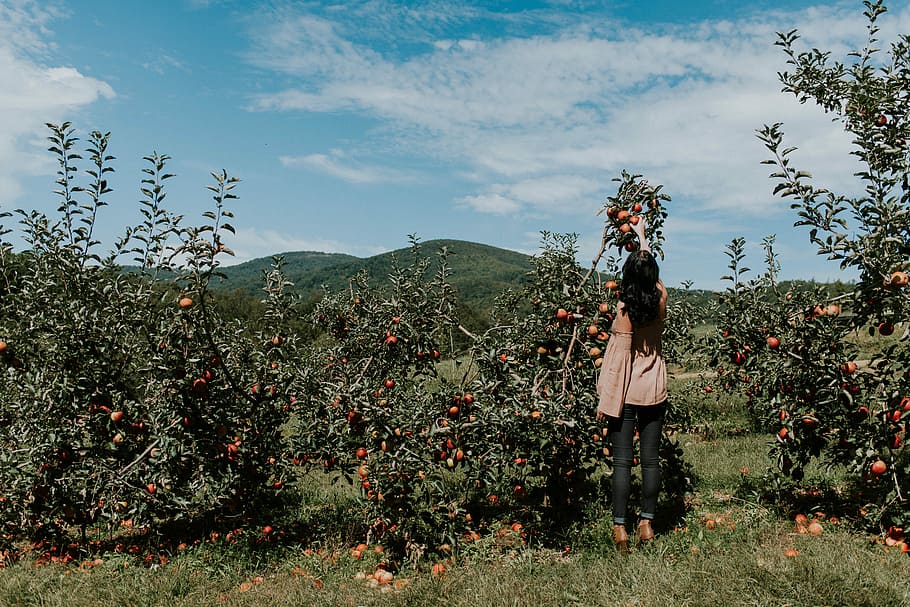 woman picking up orange fruit during daytikme, woman holding flowers during daytime HD wallpaper