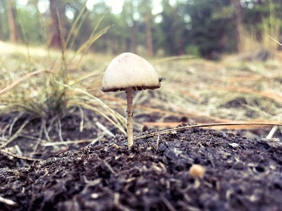 Forest, Mushroom, Light, Edible, Fall, autumn, nature, food HD wallpaper
