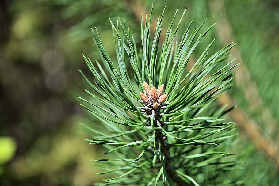 selective focus photography of green leafed plant, tree bud HD wallpaper
