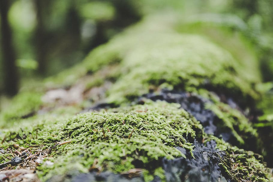 selective focus photography of green grass-coated stone, moss HD wallpaper