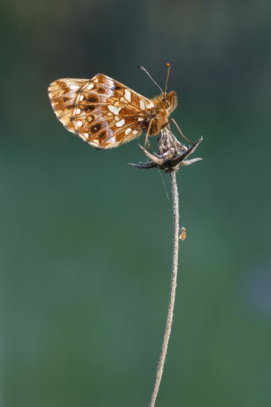 selective focus photography of brown skipper butterfly perched on dried gray flower HD wallpaper