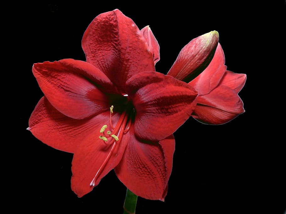 Flower, Blossom, Bloom, Amaryllis, red, amaryllis plant, nature HD wallpaper