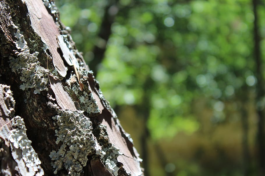 tree, nature, trunk, tree bark, forest, tree trunk, focus on foreground HD wallpaper