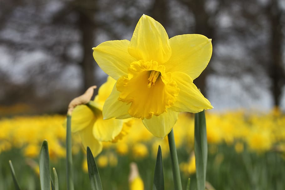 Daffodil, Bloom, Easter, Flower, daffodils, yellow flowers HD wallpaper