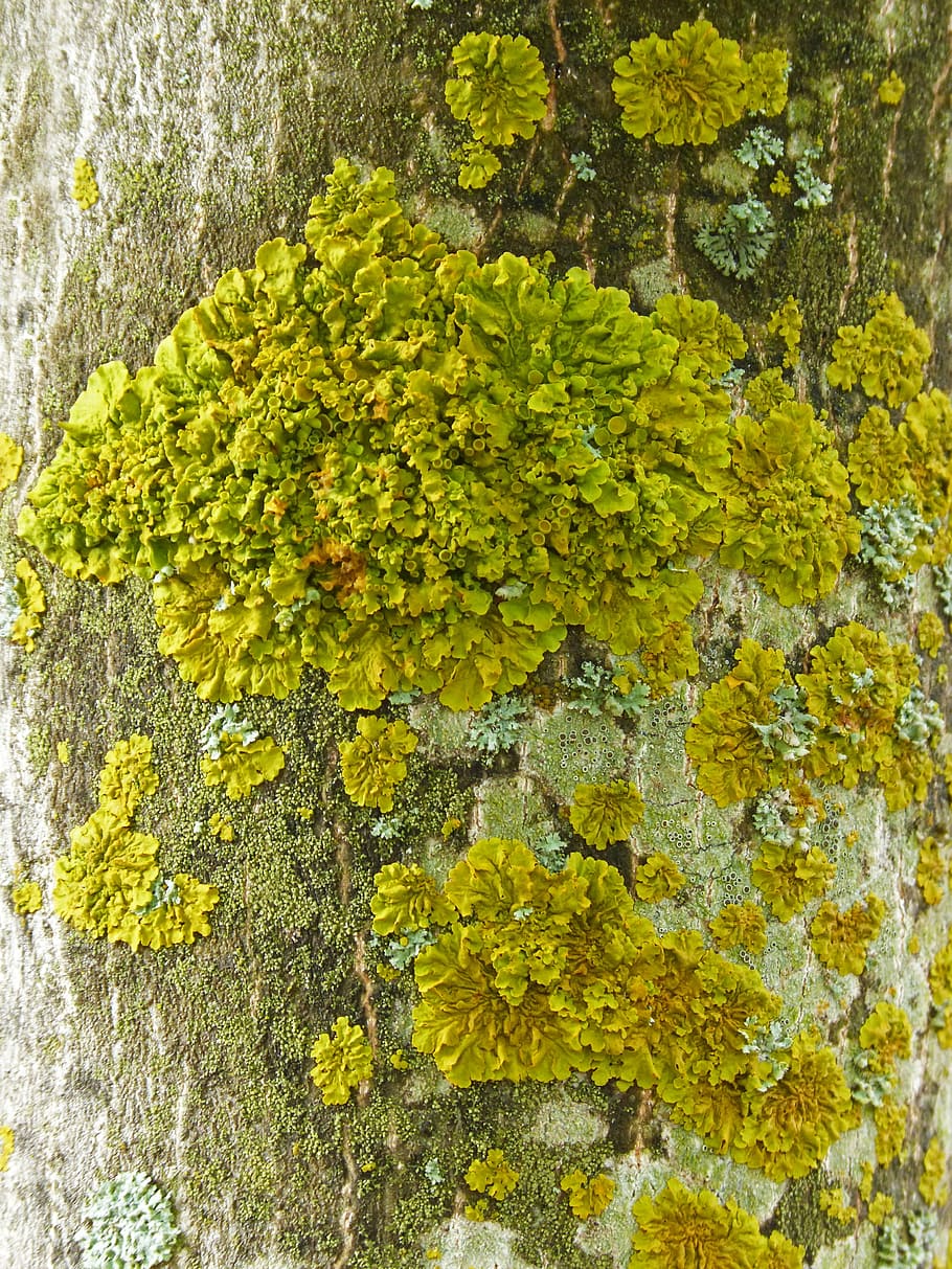Lichen, Moss, Trunk, Moisture, yellow, plant, textured, growth HD wallpaper