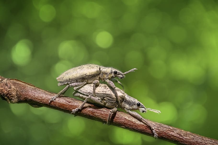 two brown beetles, bug, insect, animal, macro, nature, magnification HD wallpaper