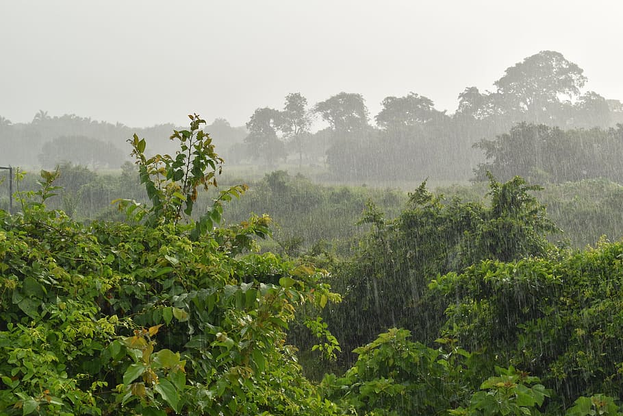 rain, rainy day, drops, drizzle, nature, plants, field, wild, HD wallpaper