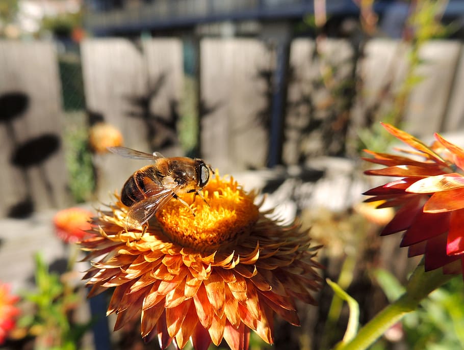 Fly, Bee, Flower, Nature, Italicum, focus on foreground, day HD wallpaper