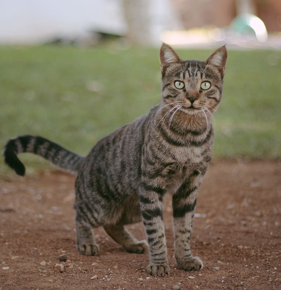 cat, cakir, mammal, feline, one animal, domestic, looking at camera HD wallpaper
