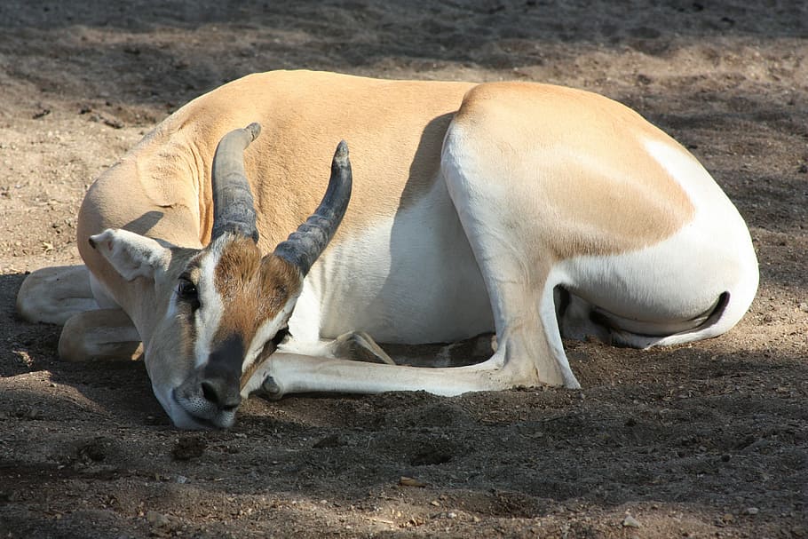 zoo, antelope, sleep, animal, animal themes, mammal, animal wildlife HD wallpaper
