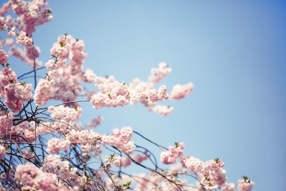 Blossom, Bloom, Tree, Branch, Pink, spring, nature, bush, plant HD wallpaper