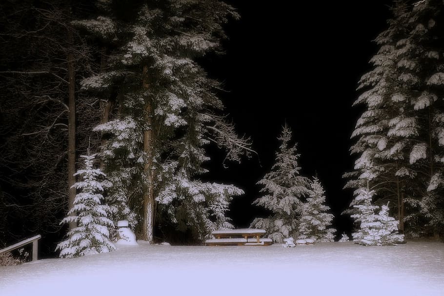 winter, winter dream, snow, cold, trees, night, plant, cold temperature HD wallpaper