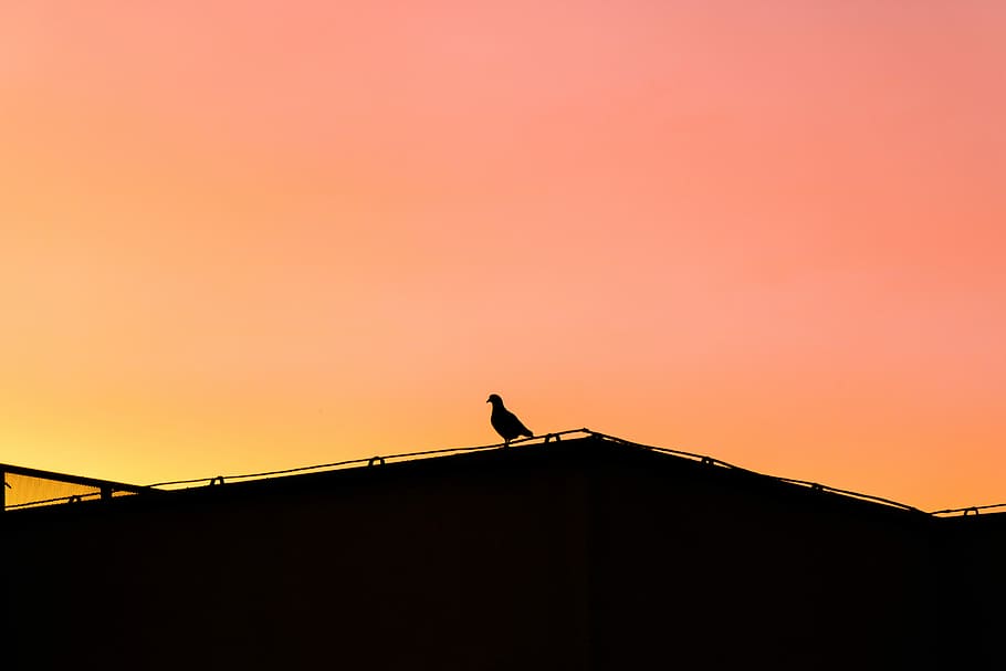 Under the roof. Крыша силуэт. Крыши домов силуэт. Birds on the Roof. Rooftop silhouette Sun.