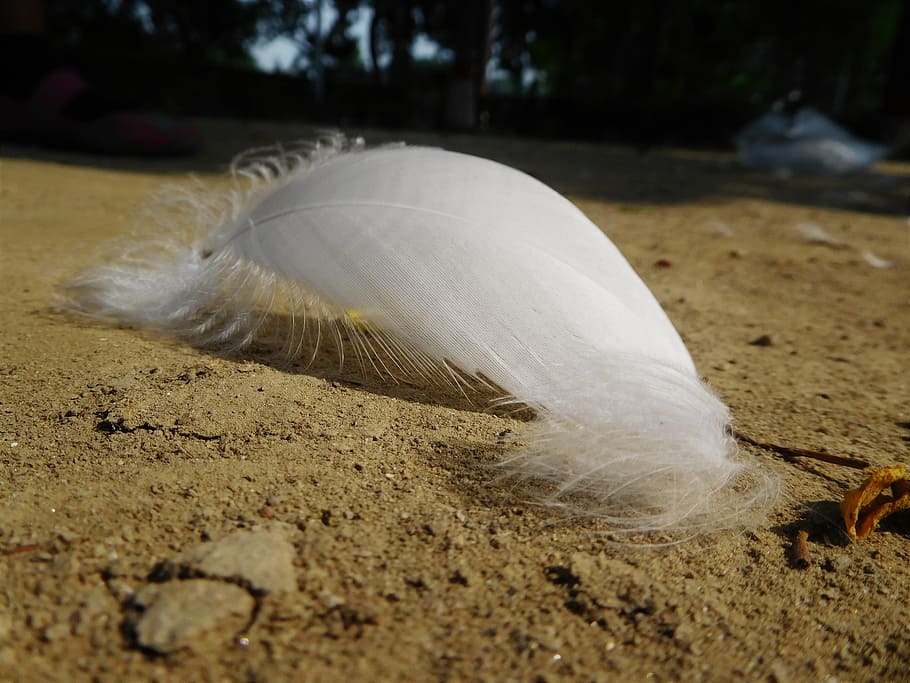 feather, white, sand, bird, nature, wing, soft, fly, fluffy HD wallpaper