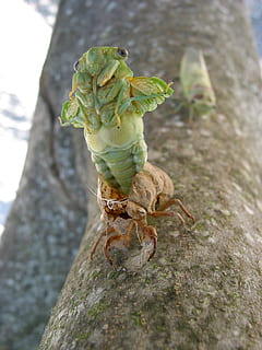 cicada, birth, provence, plant, nature, close-up, no people HD wallpaper