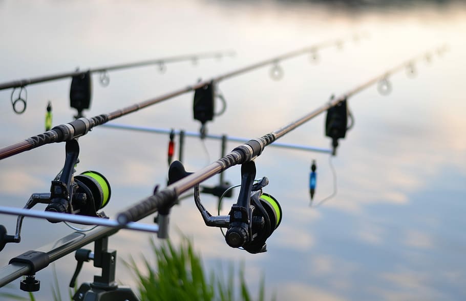 selective focus photography of fishing rod, pond, rybařina, carp
