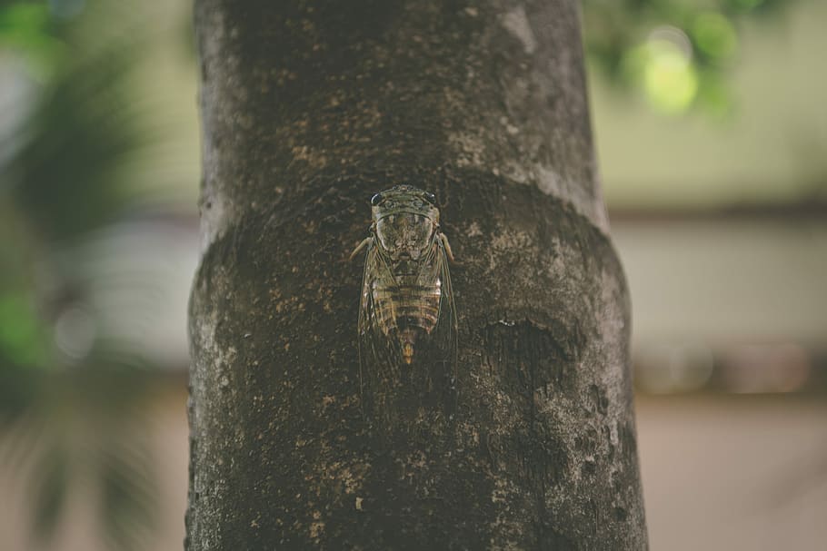 moth on bamboo, black and brown bee, bug, blend, cicada, animal HD wallpaper