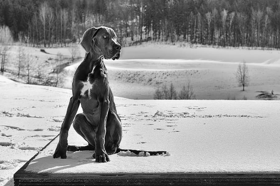 adult great dane sitting on the snowy field, puppy, dog, one animal