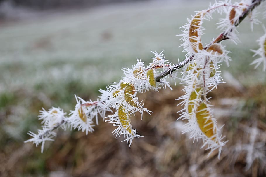 Winter, Ice, Wintry, eiskristalle, leaves, frost, cold, nature HD wallpaper