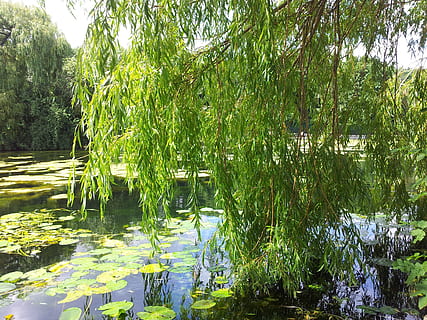 green leafed tree, willow, trees, greenery, woods, leaves, leafy HD wallpaper