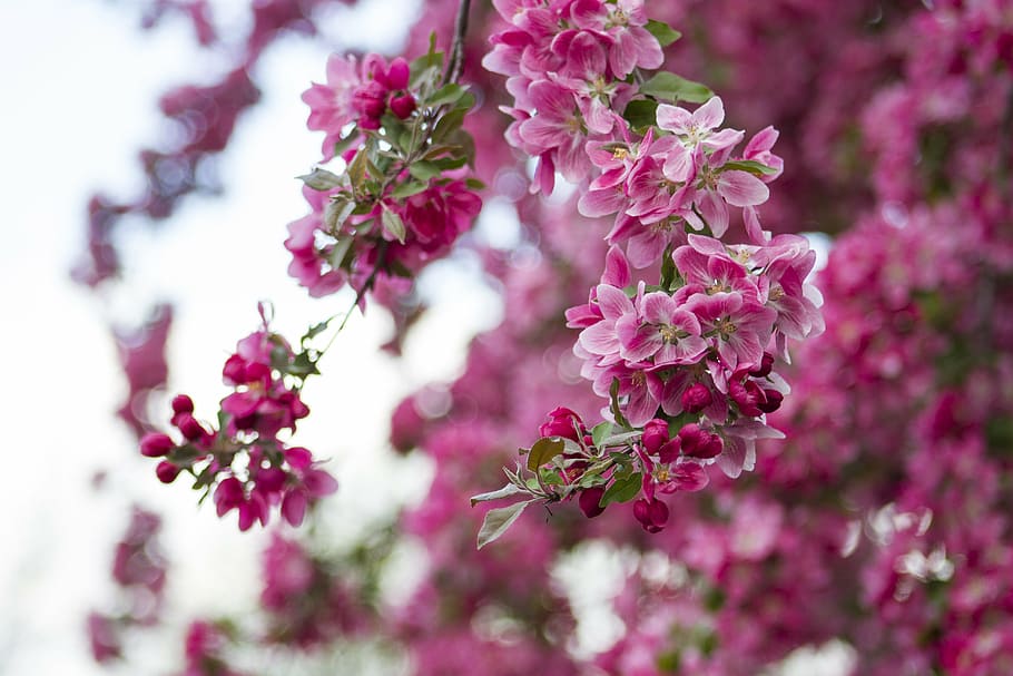 flowers, blossoms, spring, nature, floral, pink, plant, freshness HD wallpaper