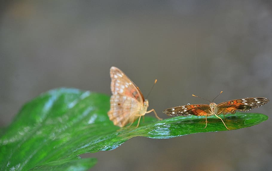 butterfly, insect, leaf, nature, natural, plant, green, summer HD wallpaper