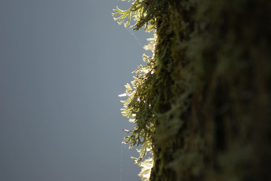 Moss, Nature, Tree, Log, Lichen, Weave, moose, green, forest HD wallpaper