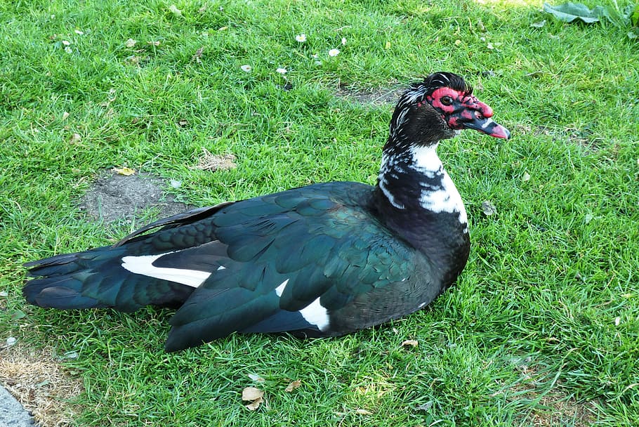 black duck, muscovy duck, muscovy black duck, cairina moschata. 