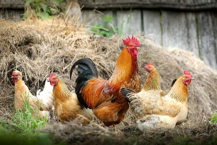 four hen and one rooster standing on dried grass, cock, farm