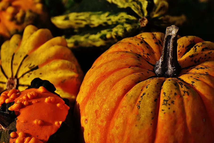 orange and yellow pumpkin, pumpkins, decorative squashes, nature HD wallpaper