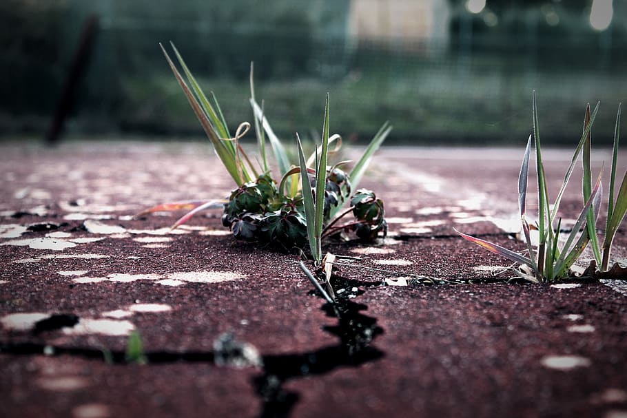 grass, ground, cracks, field, selective focus, plant, growth HD wallpaper