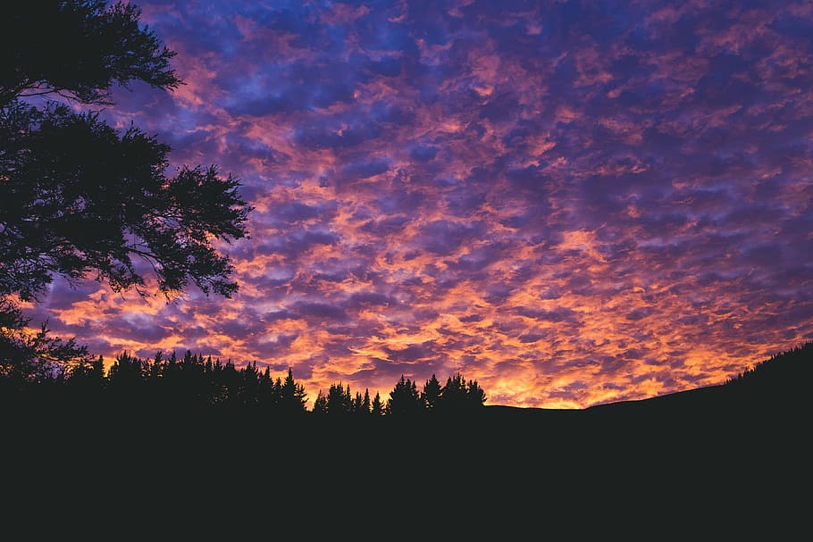 silhouette of trees during orange sunset, dark, clouds, sky HD wallpaper