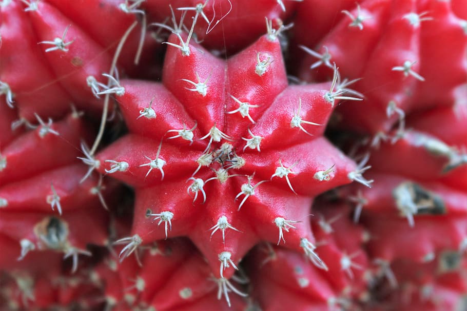 red, cactus, geometry, ripe, freshness, fruit, food, close-up HD wallpaper
