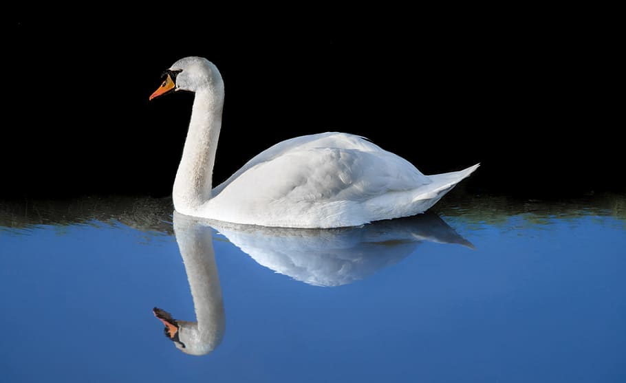 White Swan, animal, lake, pond, reflection, water, public domain images HD wallpaper