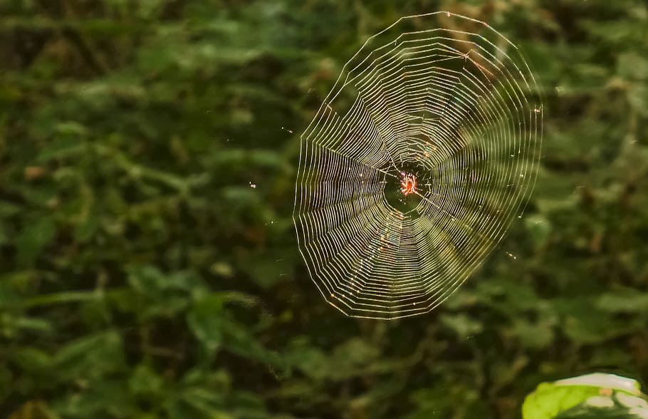 Spider Web, Forest, focus on foreground, outdoors, day, trapped HD wallpaper
