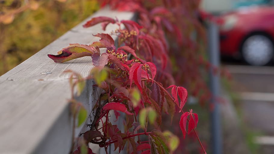 Vine, Leaf, Plant, Nature, Green, Wine, leaves, natural, floral HD wallpaper