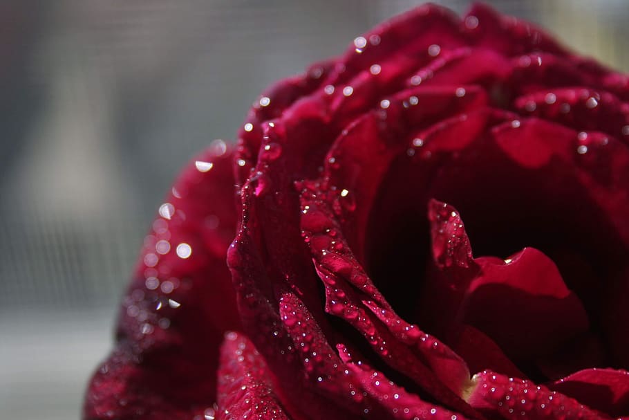 rose, red, nature, flower, beauty in nature, flowering plant HD wallpaper