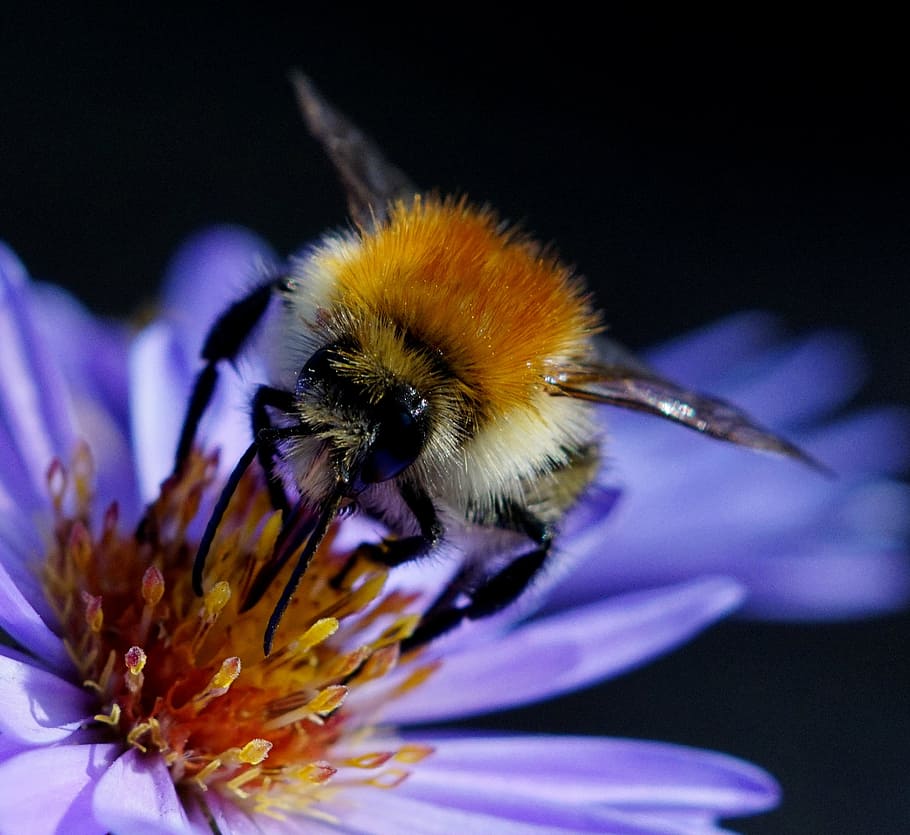 bee, bug, nature, summer, flower, pollinate, insect, pollination HD wallpaper