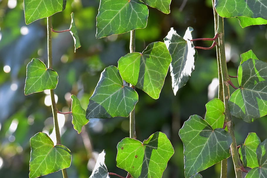 ivy, leaf, plant, climber, nature, leaves, forest, close, green HD wallpaper