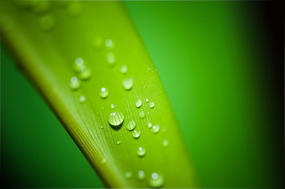closeup photography of leaf with dewdrops of water, droplets HD wallpaper