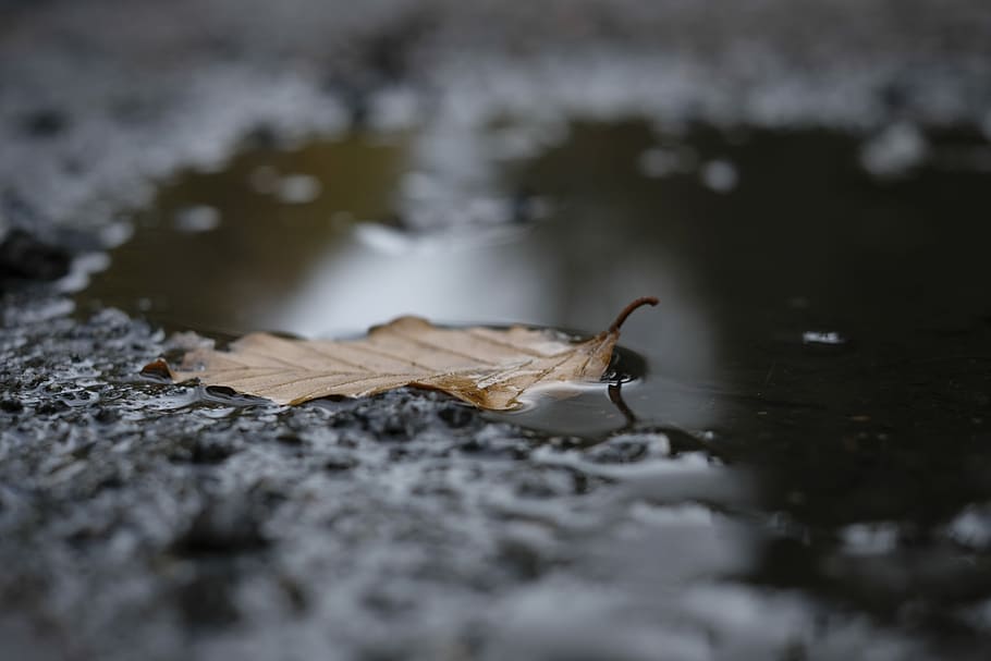 brown leaf on water, shallow focus photography of dry leaf, puddle HD wallpaper