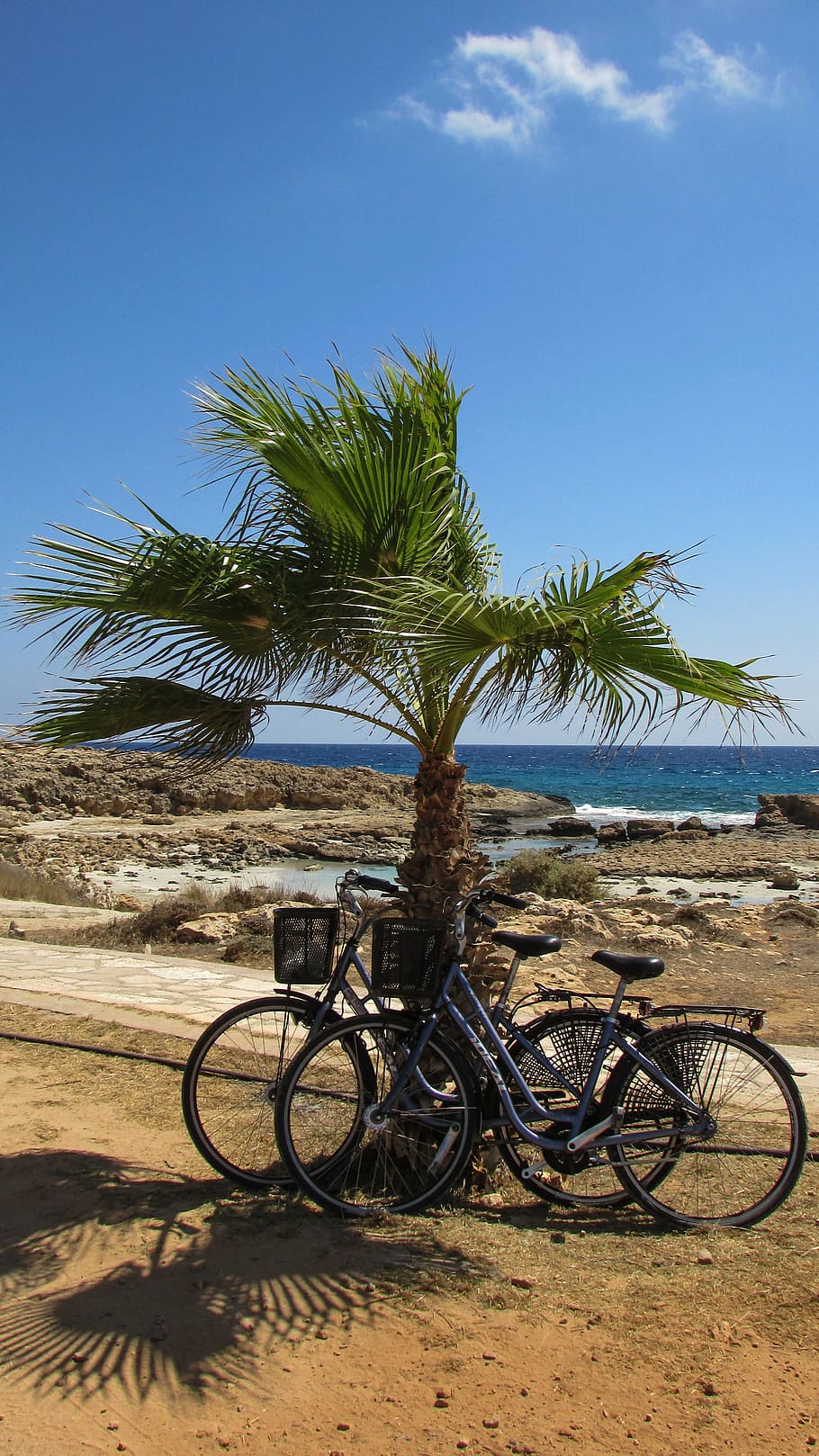bicycle, palm tree, nature, activity, summer, leisure, recreation HD wallpaper