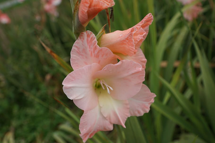 gladiolus, flowers, pink, green, park, pasture, field, meadow, HD wallpaper