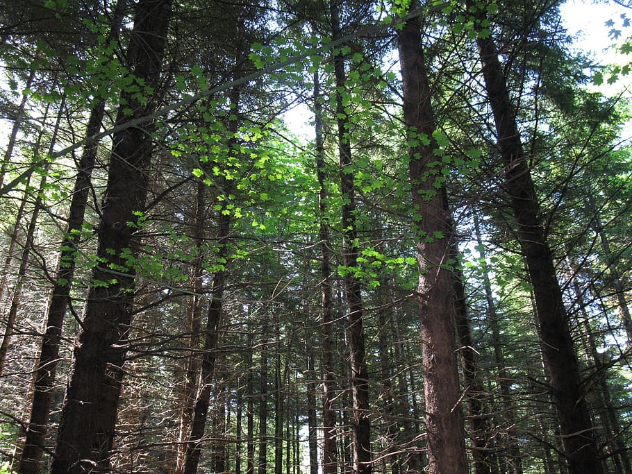 forest, tree, sunlight, nature, leaf, foliage, woods, plant HD wallpaper