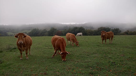 herd, cows, pasture, cattle, field, agriculture, animals, ruminant HD wallpaper
