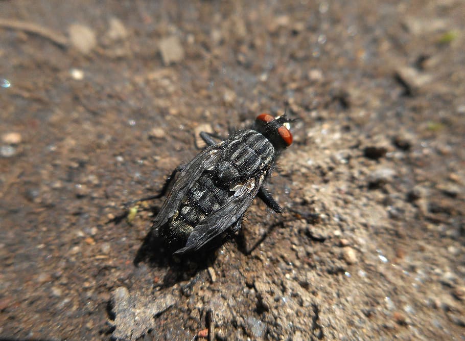 Fly, Macro, Insects, one animal, animal themes, animal wildlife HD wallpaper