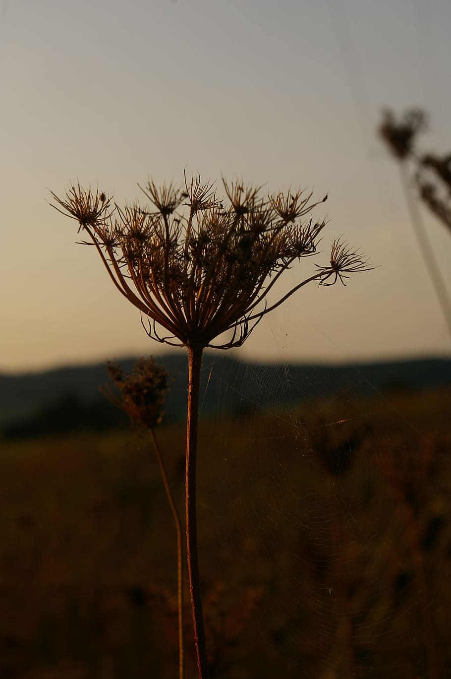 evening, evening light, flower, abendstimmung, nature, lighting HD wallpaper