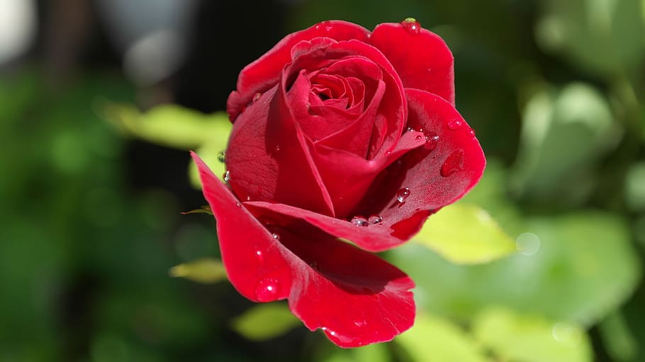 red rose flower at bloom close-up photography, love, dew, plant HD wallpaper